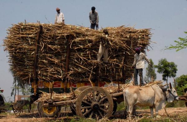 India set to ban sugar exports for first time in seven years